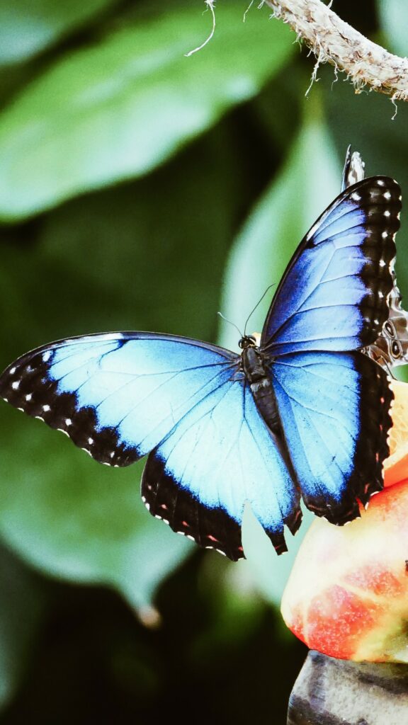 A beautiful blue butterfly who has emerged from becoming.
