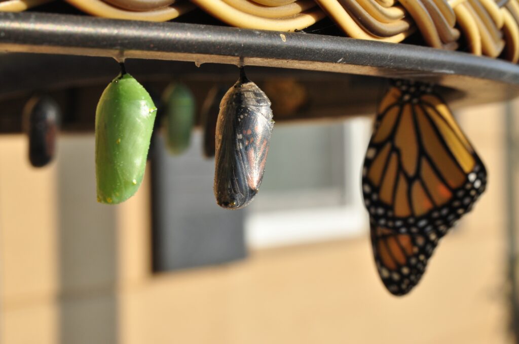 the stages of a larvae to chrysalis to butterfly reflecting the process in answering the question who are you becoming?