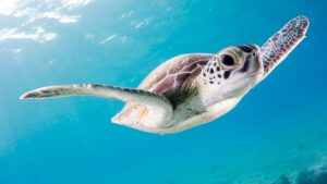 A sea turtle going with the flow just like you do when you accept what is.