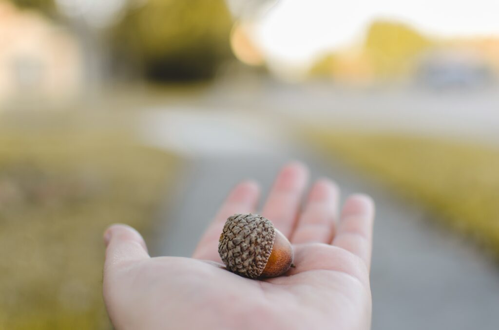 A outlayed palm with a baby acorn in it representing the power of one small step and deed.