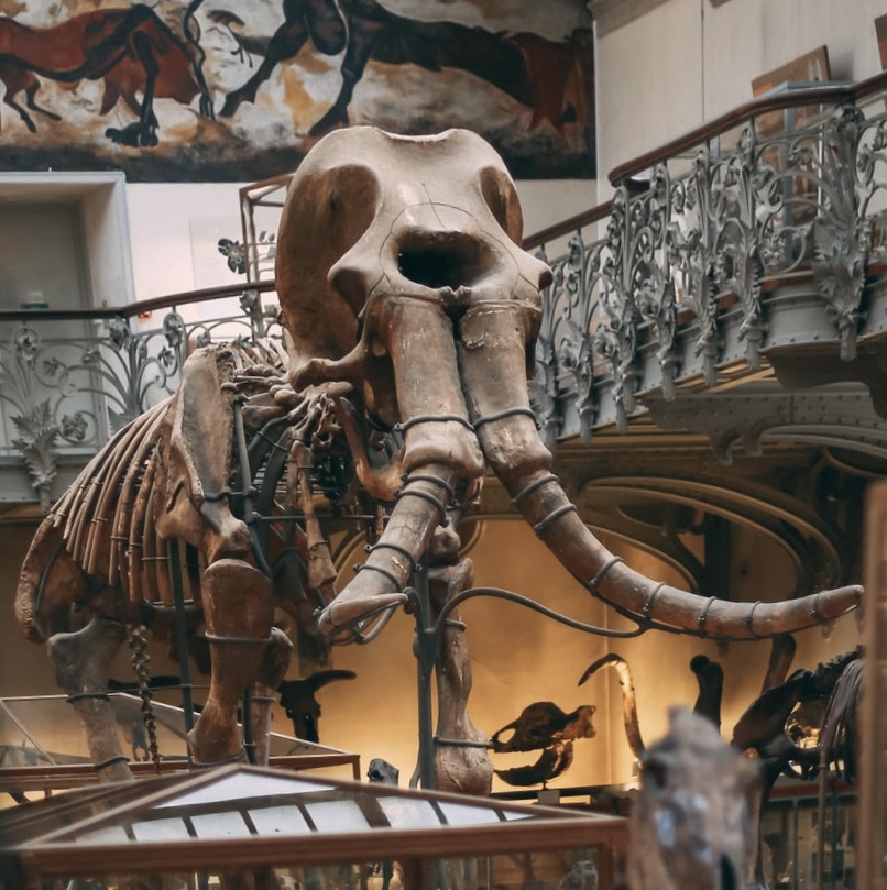A museum skeleton of a wooly mammoths that prehistoric man had to make a snap judgment about for survival