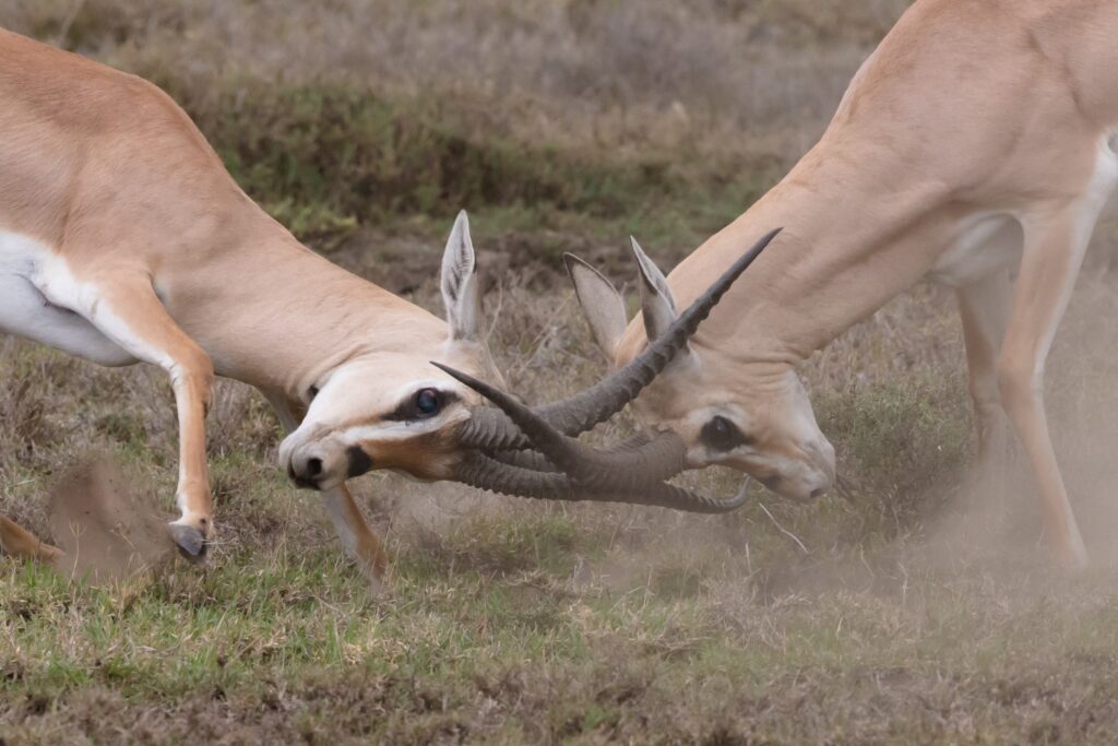2 Antelope locking horns much like Dads and Daughters can do in dysfunctional relationships.