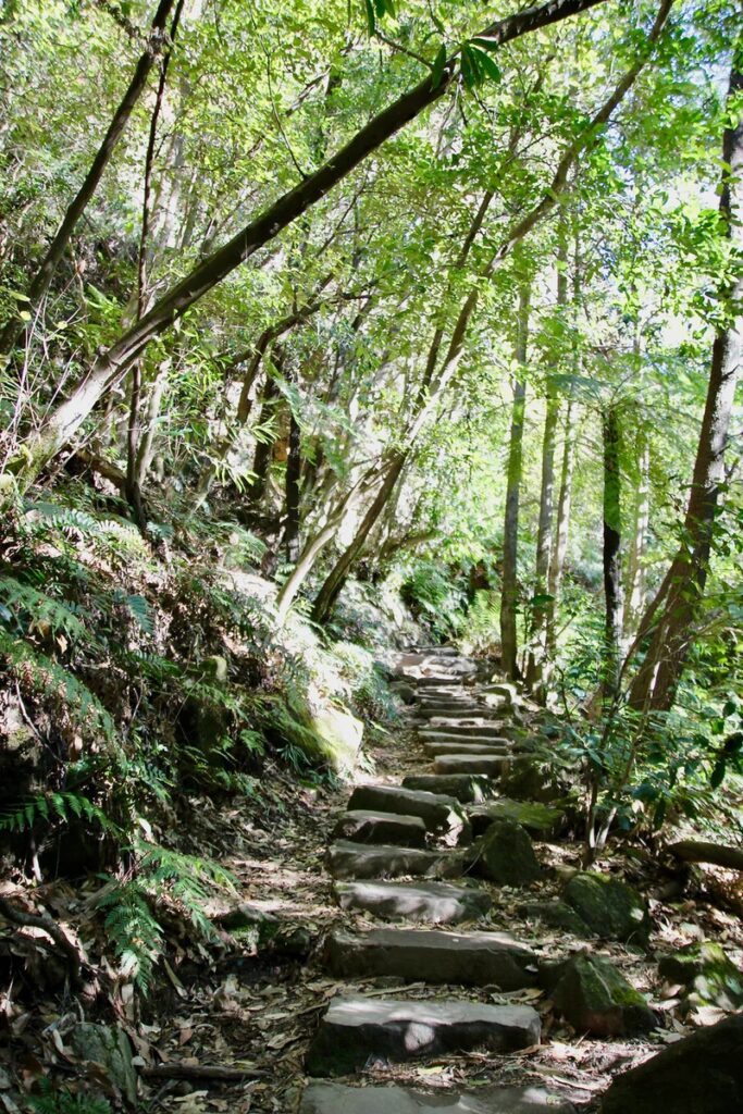 Steps leading the way up a rich,  green, forested mountain. 