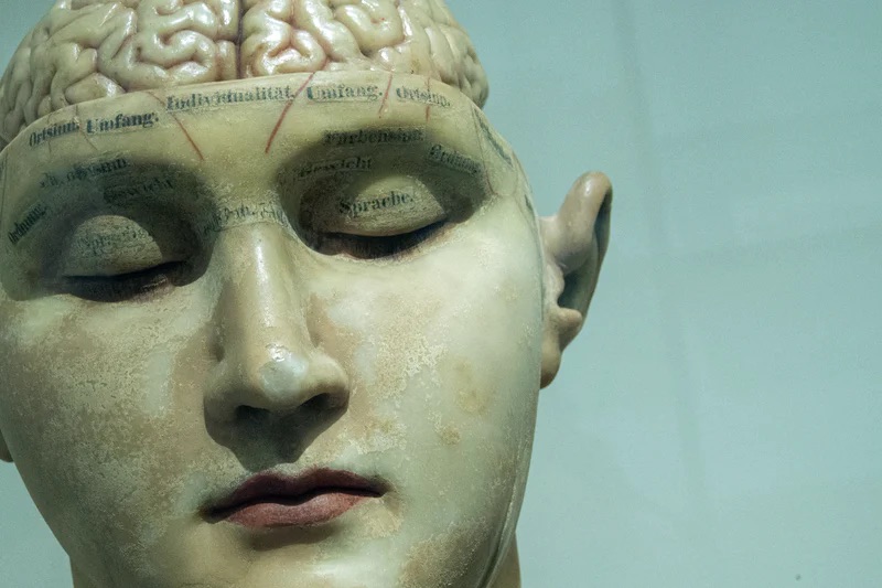An scientific mannequin from the head up with the top half of the skull removed to show the brain