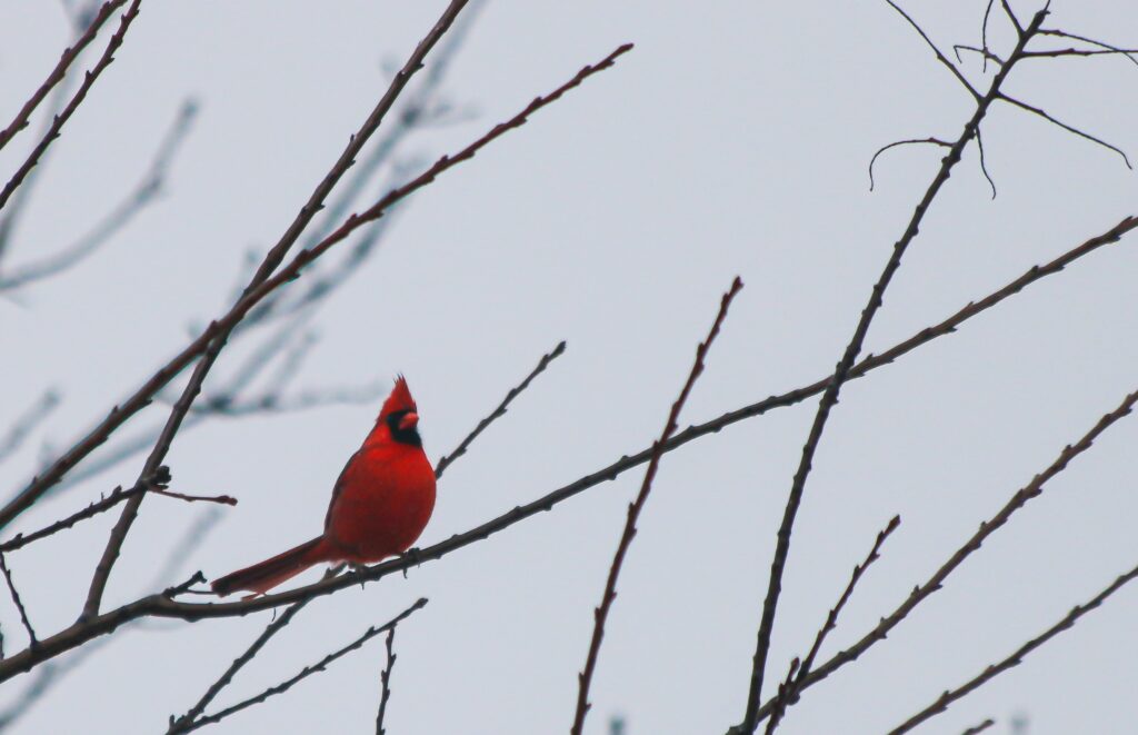 A bold red male cardinal sticks out among barren boughs of a tree