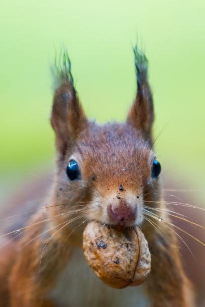 A close up of a squirrel with a nut in its mouth