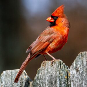 A red cardinal on a fence line
