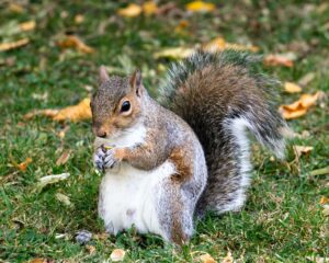 A Squirrel With a Nut in it's mouth