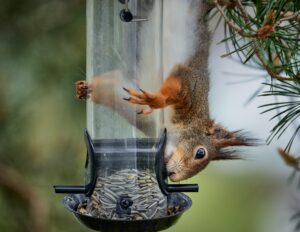 A squirrel hanging upside down on a birdfeeder eating the seeds